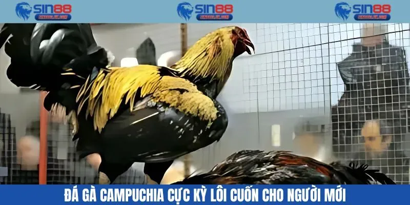 Đá Gà Campuchia