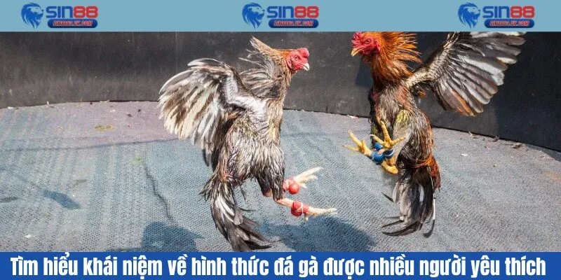 Tìm hiểu khái niệm về hình thức đá gà được nhiều người yêu thích 